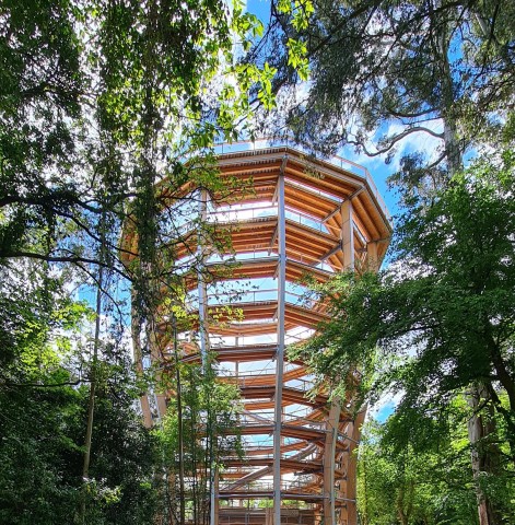 Visit Treetop Walk and Viewing Tower at Beyond the Trees Avondale in Wicklow