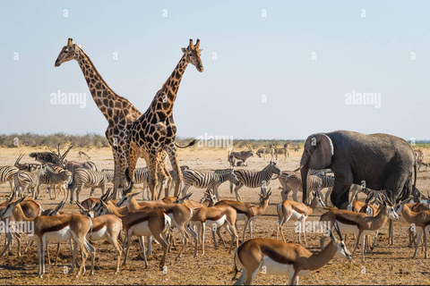 Arusha : safari de 6 jours en Tanzanie avec 2 nuits dans le SerengetiArusha : Safari de 6 jours en Tanzanie avec 2 nuits dans le Serengeti