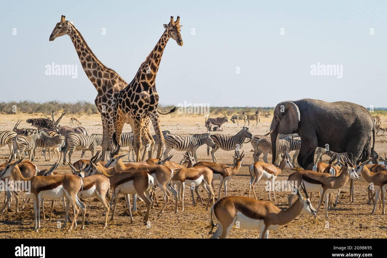 Arusha : safari de 6 jours en Tanzanie avec 2 nuits dans le SerengetiArusha : Safari de 6 jours en Tanzanie avec 2 nuits dans le Serengeti