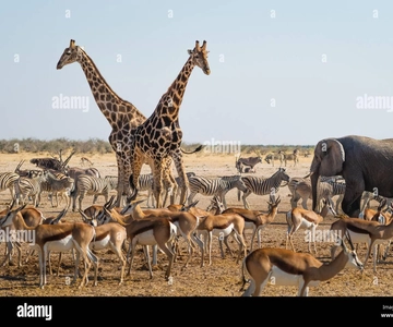 Arusha: 6-Day Tanzania Safari with 2 Nights in Serengeti