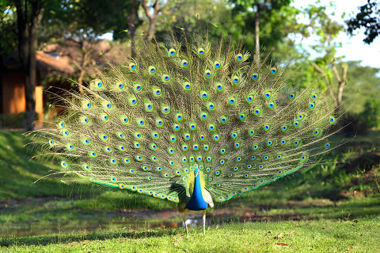 2-Day Galle to Sigiriya Tour with Minneriya Safari