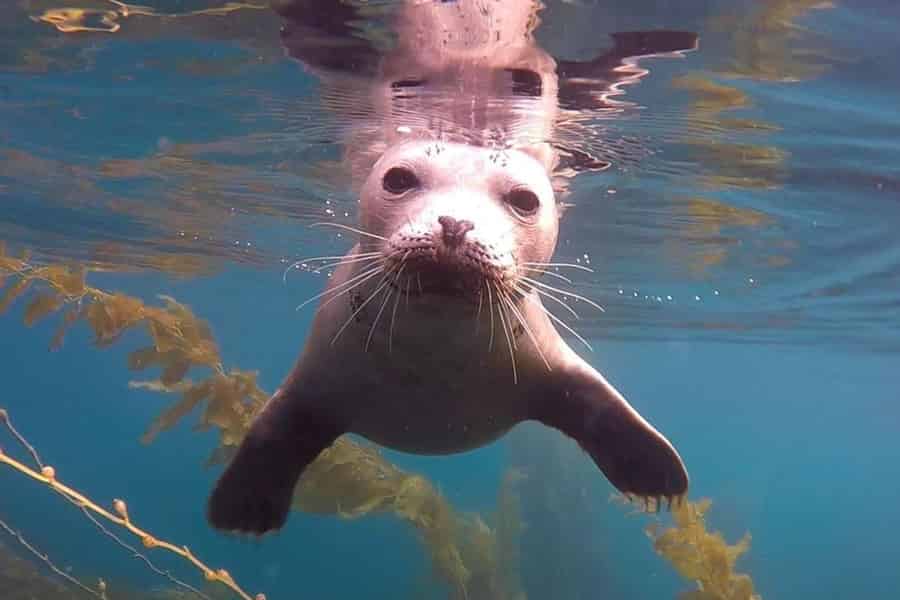 San Diego: Schnorcheltour in La Jolla Cove, Seelöwen & Höhlen. Foto: GetYourGuide
