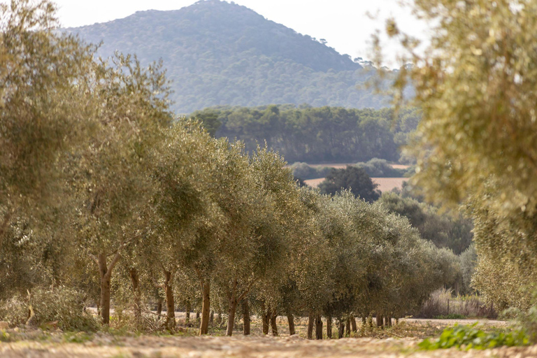 Mallorca Olive grove visit, Oil & Wine Tasting & Light Lunch Español Olive grove visit, olive oil and wine tasting, snack