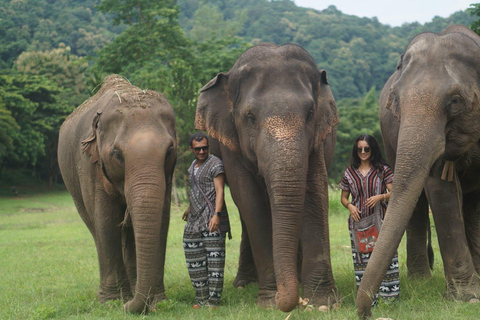 Chiang Mai: Ethical Elephant Experience - Transfer Options A : Meeting Point Feeding, Walk with Elephants (No Transfer)