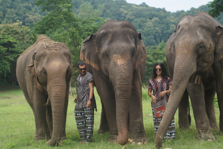 Chiang Mai: Ethical Elephant Experience - Transfer Options A : Meeting Point Feeding, Walk with Elephants (No Transfer)