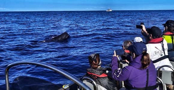 Terceira: Spotter-Assisted Whale & Dolphin Boat Tour