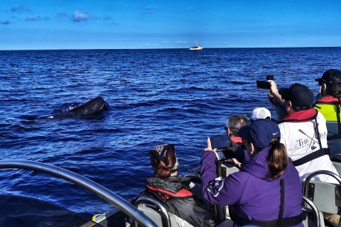 Terceira: walvissen en dolfijnen spotten in een zodiakbootTerceira: walvissen en dolfijnen spotten in een zodiacboot