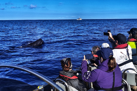 Terceira: walvissen en dolfijnen spotten in een zodiakbootTerceira: walvissen en dolfijnen spotten in een zodiacboot