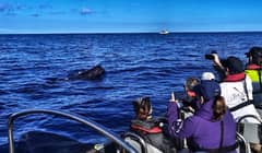 Terceira: Observação de baleias e golfinhos de barco