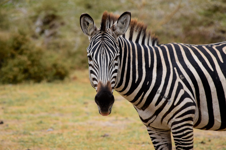 Viaggio di due giorni al Lago Manyara con canoa e passerella tra le cime degli alberiCampeggio a Karatu