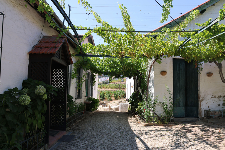 Porto: DOURO VALLEY i AMARANTE Wycieczka półdniowa po mieście