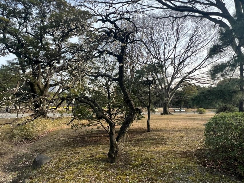 Tokio Visita guiada a pie al Jardín Japonés de Hama Rikyu GetYourGuide