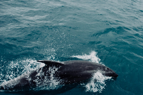 Side: Dolphin Island Boat Trip with Lunch & Swim Stops