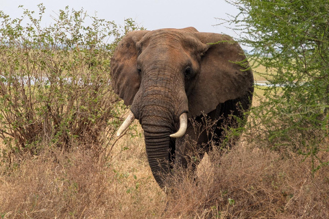 Arusha : 2-Day Ngorongoro Crater & Tarangire national park Arusha: 2 days tarangire and ngorongoro- group safari