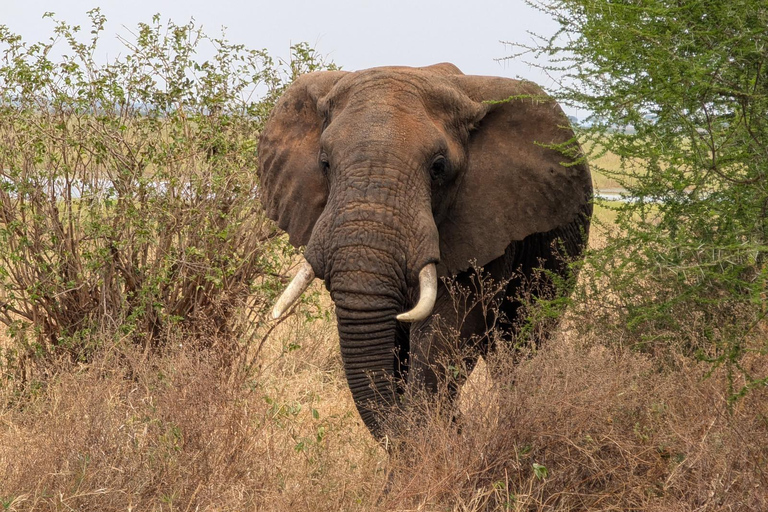 Arusha : 2-Day Ngorongoro Crater & Tarangire national park Arusha: 2 days tarangire and ngorongoro- group safari