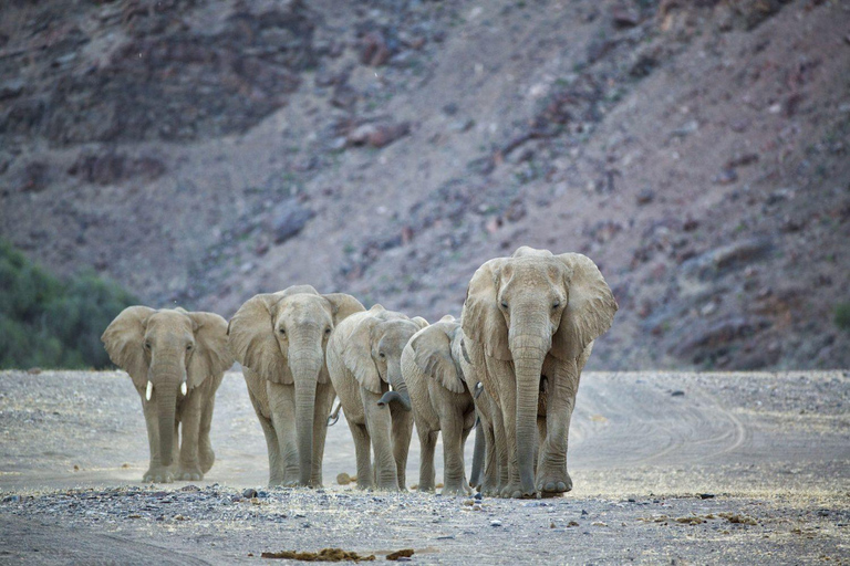 From Windhoek: 6-Day Namibia Safari with Lodging & Meals