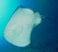 Cathedral Cove Snorkel Boat Tours via Cathedral Cove - Hizvo