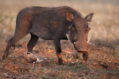 From Victoria Falls: Game drive and Rhino walk (Zambia)