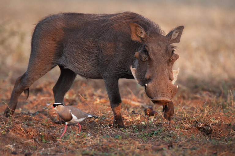 Von Victoria Falls: Nashorn-Spaziergang in Livingstone, Sambia