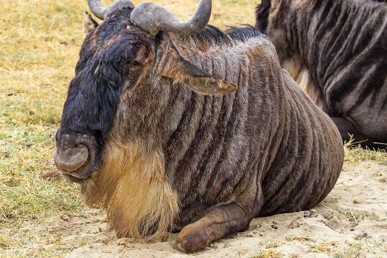 Safaris de 3 DÍAS con elefantes en Tarangire y el cráter del NgorongoroSafaris de 3 días con elefantes en Tarangire y el cráter del Ngorongoro