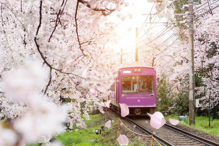 De Kyoto: Passeio de trem em Sagano e excursão guiada de um dia em KyotoPasseio com almoço buffet