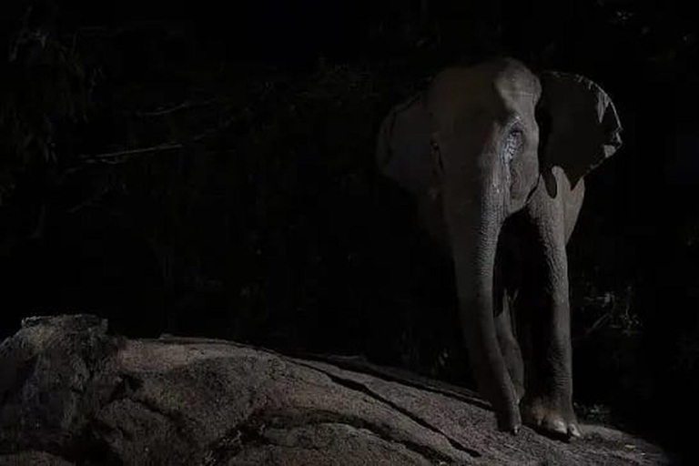 Sigiriya: Private Wildlife Night Safari & Fireflies Tour