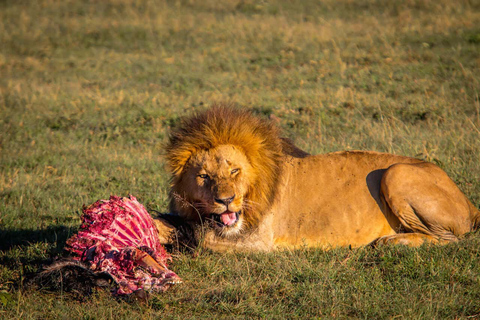 Safari de nuit dans le parc national d'Amboseli