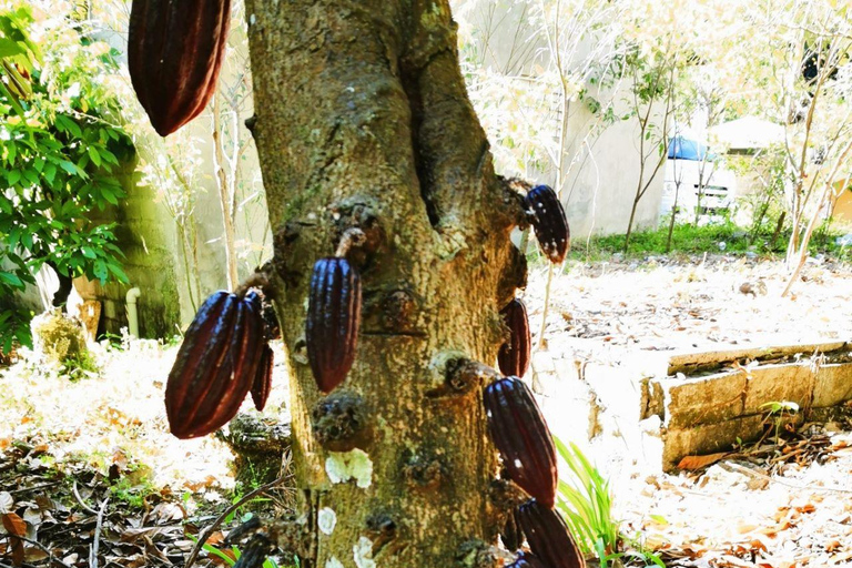 Private Damajagua Waterfalls Canyoning + Cocoa & Coffee Tour