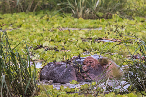 From Zanzibar: 1-Day Selous Safari with Flight & Lunch Selous Safari from Zanzibar – Without Transfer