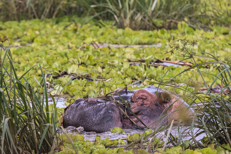 From Zanzibar: 1-Day Selous Safari with Flight & Lunch Selous Safari from Zanzibar – Without Transfer