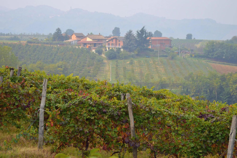 Casalnoceto: Winery Tour with Wine Tasting & Local Food Winery Visit in Alessandria - Italiano