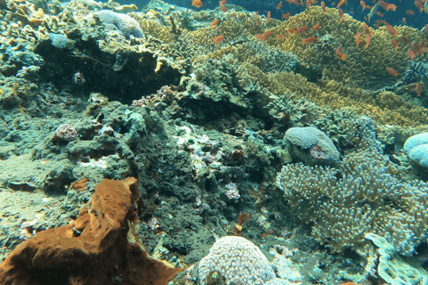 Sanur : Snorkelen bij de kust van SanurSanur : Snorkelen