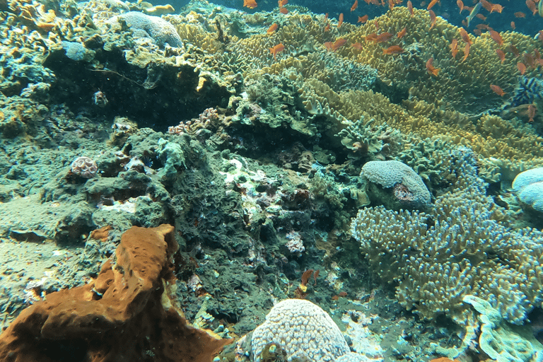 Sanur : Snorkeling at Sanur Coastal Area Sanur : Snorkeling