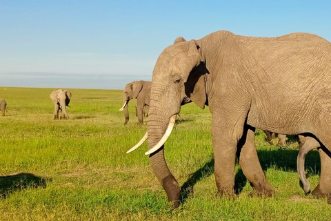 Escursione di un giorno al Parco Nazionale Masai Mara e visita al villaggio Masai