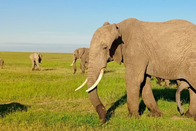 Excursión de un día al Parque Nacional Masai Mara y visita a la aldea Masai