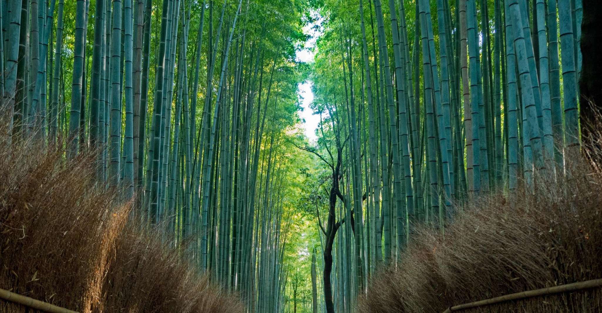 From Osaka/Kyoto: Arashiyama, Nara Park & Fushimi Inari Tour photo 11