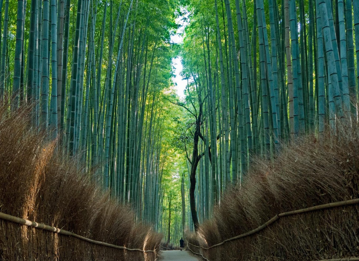 Fra Osaka/Kyoto: Kyoto og Nara 1-dags guidet tur