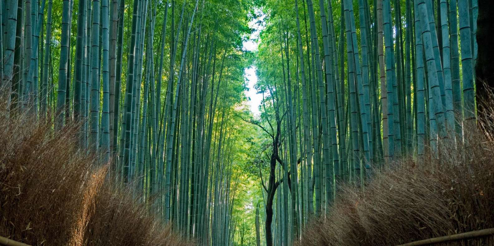 Kyoto experience — temples, geisha, bamboo grove — image 10