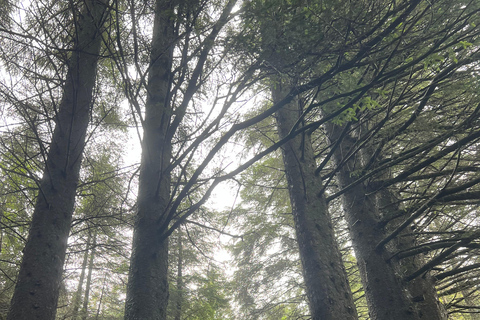 Bergen: Guided Nature Walk with Optional Floating Sauna Espanol