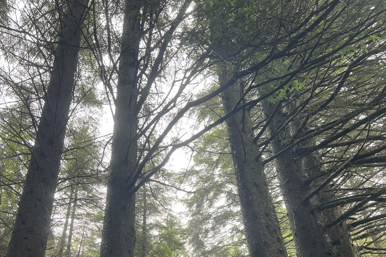 Bergen: Guided Nature Walk with Optional Floating Sauna Espanol