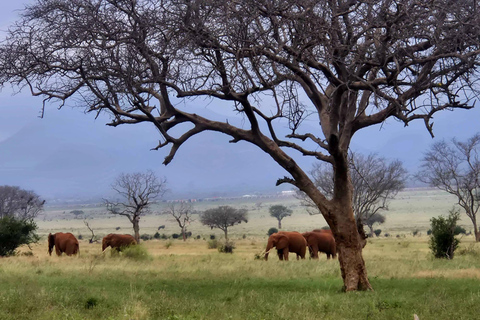 3-Day Safari in Tsavo East, Ngutuni, & Salt Lick – Big Five & Sunset Views 3-Day Safari in Tsavo East, Ngutuni & Salt Lick – Big Five & Sunset Views