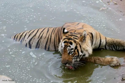 Sariska Tiger Reserve: Gypsy & Canter jungle Safari Transfer