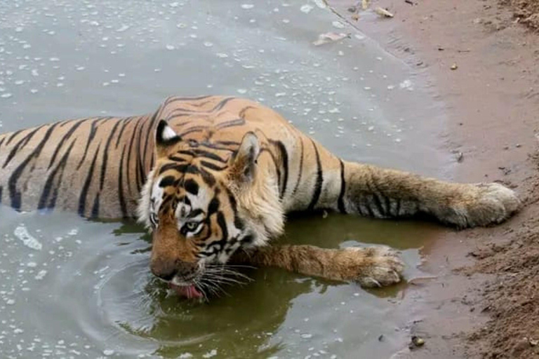 Sariska Tiger Reserve: Gypsy & Canter jungle Safari Transfer