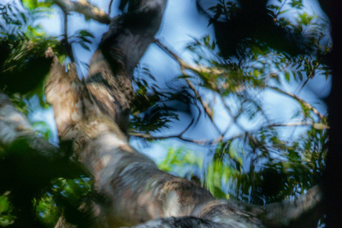 Bwindi: 3-Day Gorilla Trekking & Lake Mutanda Experience