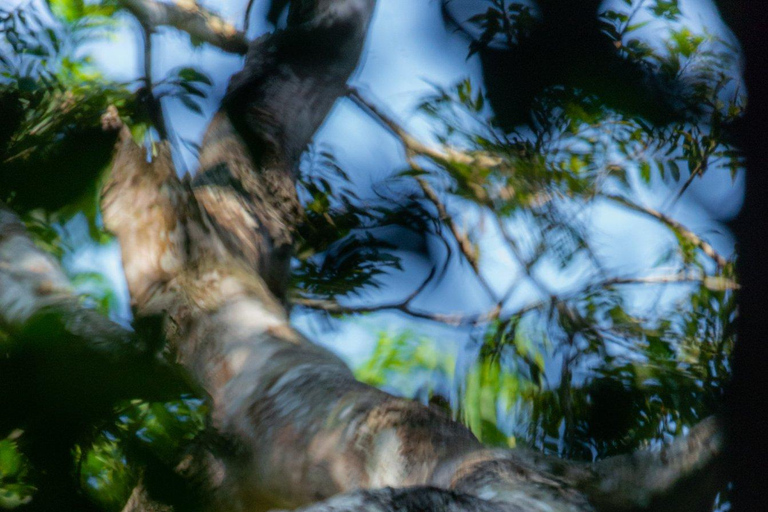 Bwindi: 3-Day Gorilla Trekking & Lake Mutanda Experience