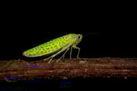 Monteverde, nächtliche Wunderreise - Housity