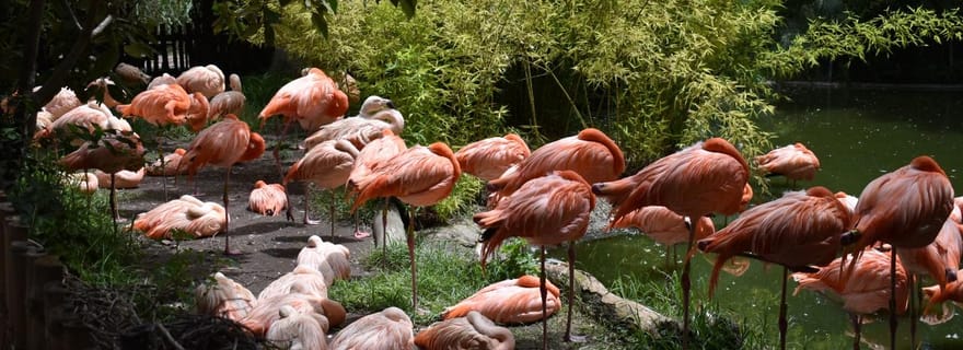 Depuis Puebla : Africam Safari Visite privée tout compris