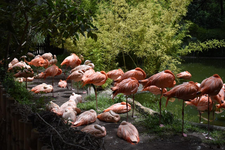 Da Puebla: Africam Safari Tour privato tutto incluso