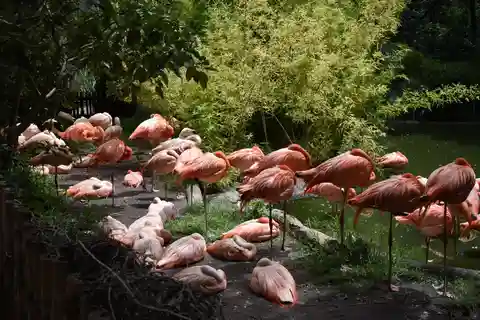 De Puebla: Africam Safari Tour particular com tudo incluído