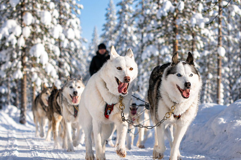 Rovaniemi: Your First Husky Sled Ride & Husky Farm Visit ⭐ 500m Husky Ride | Standard